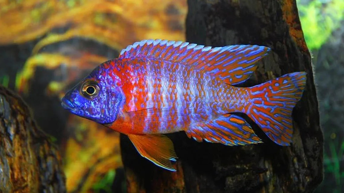 Red Peacock Cichlid by Danaqua Live Fish & More