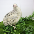 Pearl-Fee Quail Hatching Eggs