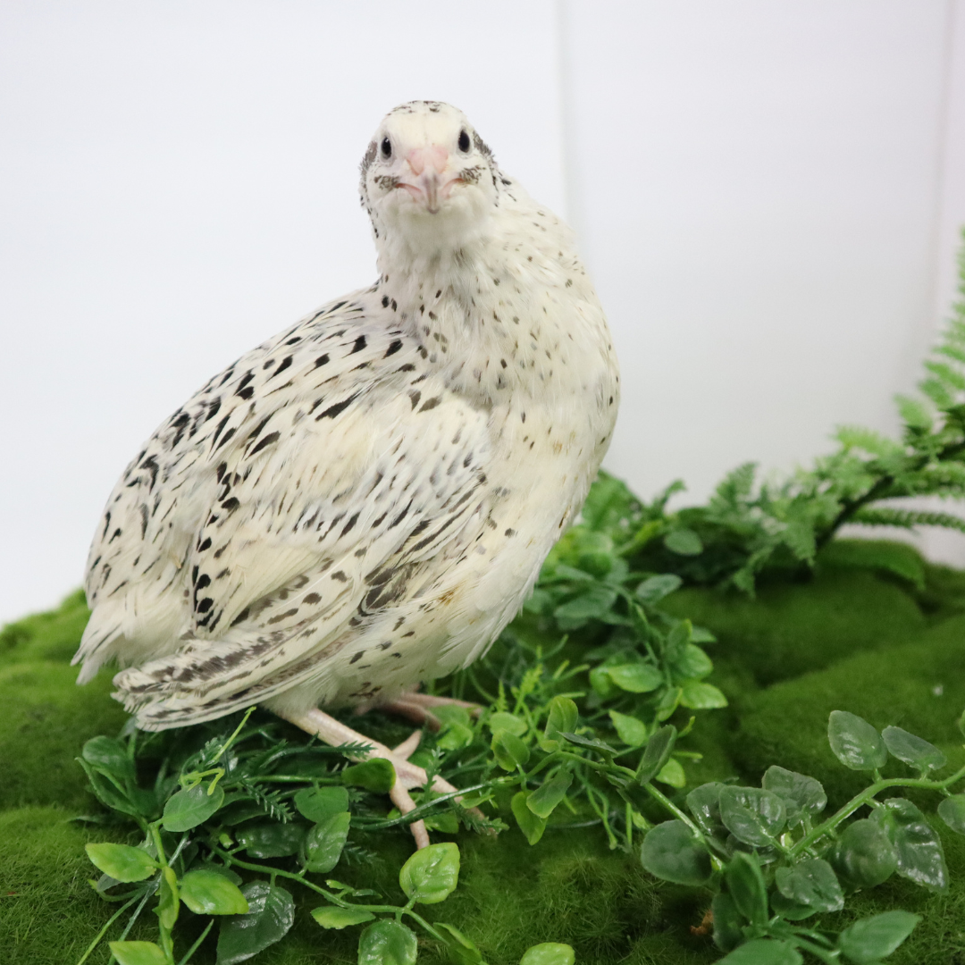Pearl-Fee Quail Hatching Eggs