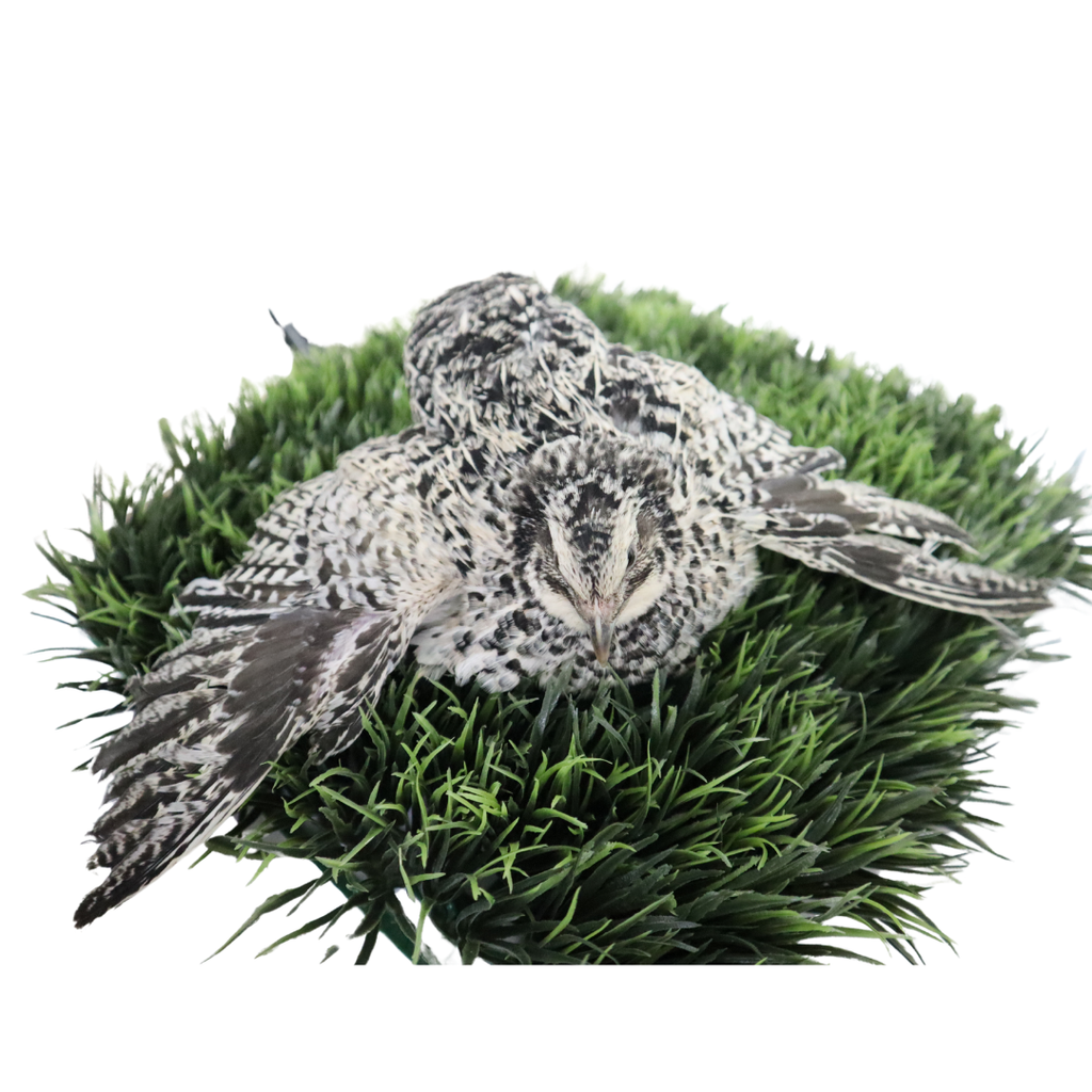 Pearl Pansy Quail Hatching Eggs – Fertile Coturnix Eggs for Incubation by Quailz.com by Undique LLC