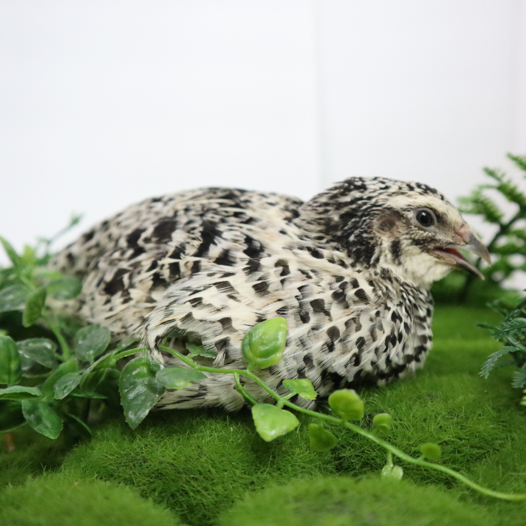 Pearl Pansy Quail Hatching Eggs – Fertile Coturnix Eggs for Incubation by Quailz.com by Undique LLC
