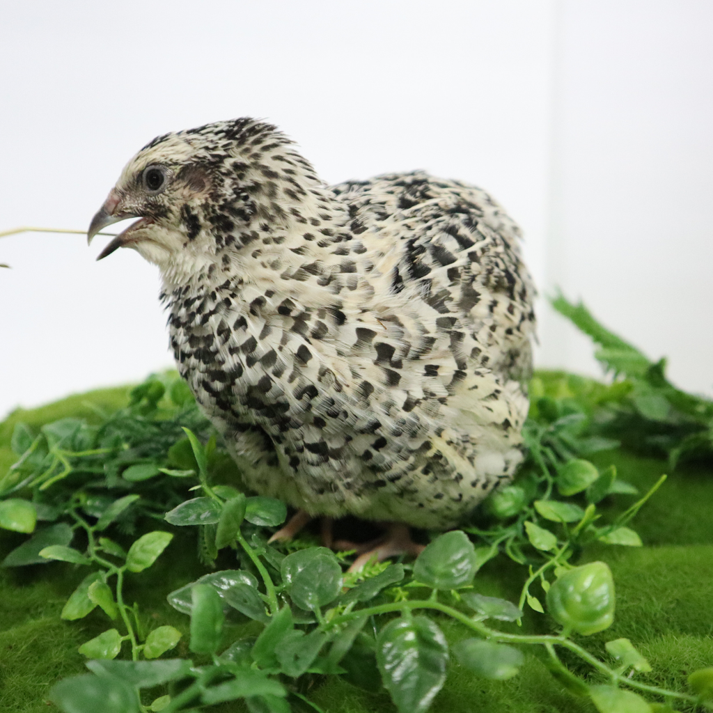 Pearl Pansy Quail Hatching Eggs – Fertile Coturnix Eggs for Incubation by Quailz.com by Undique LLC