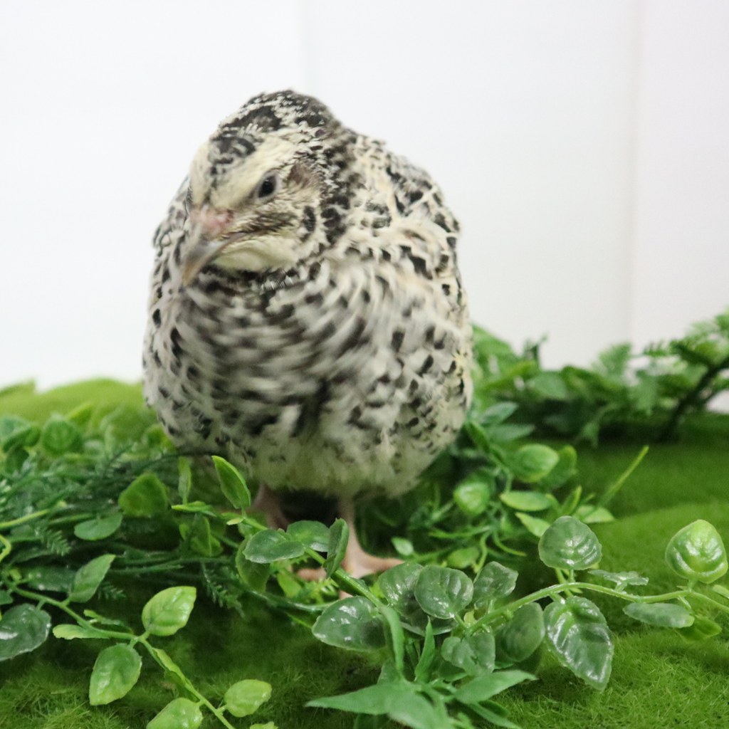Pearl Pansy Quail Hatching Eggs – Fertile Coturnix Eggs for Incubation by Quailz.com by Undique LLC