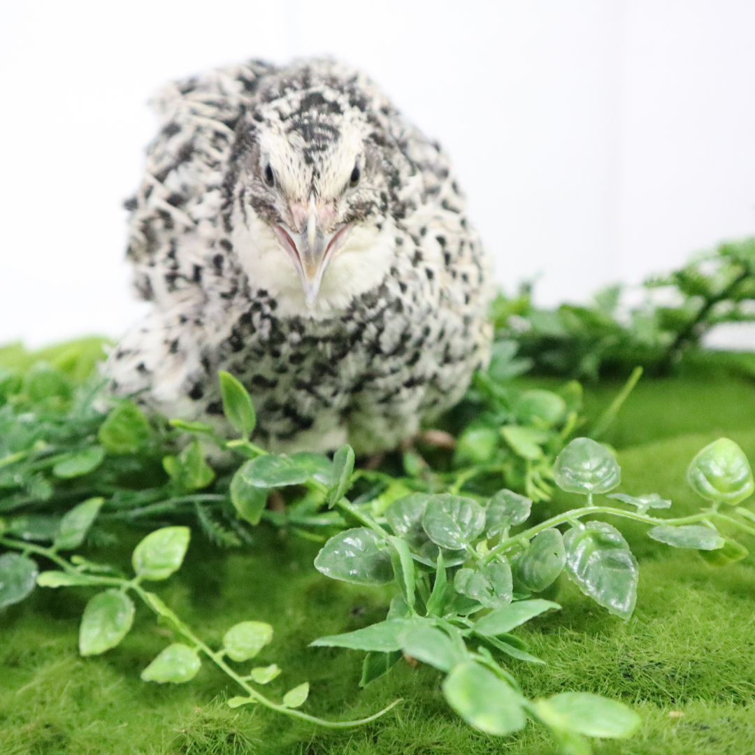Pearl Pansy Quail Hatching Eggs – Fertile Coturnix Eggs for Incubation by Quailz.com by Undique LLC