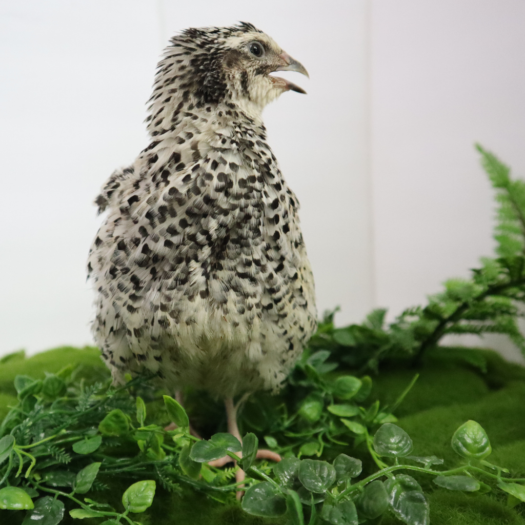 Pearl Pansy Quail Hatching Eggs – Fertile Coturnix Eggs for Incubation by Quailz.com by Undique LLC