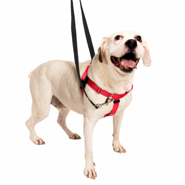 Red Freedom No-Pull Dog Harness by 2 Hounds Design