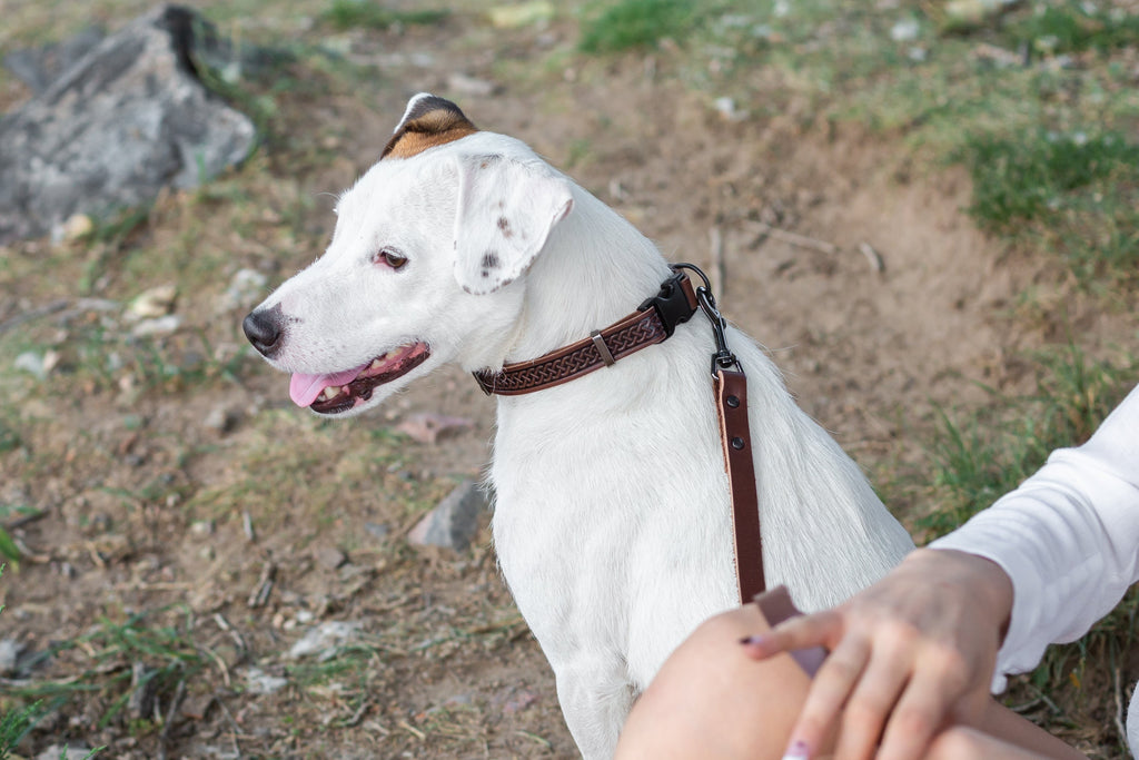Celtic Sport Chocolate Leather Dog Collar by Euro-Dog Collars and Leads