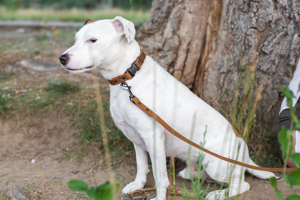 Celtic Sport Khaki Leather Dog Collar by Euro-Dog Collars and Leads