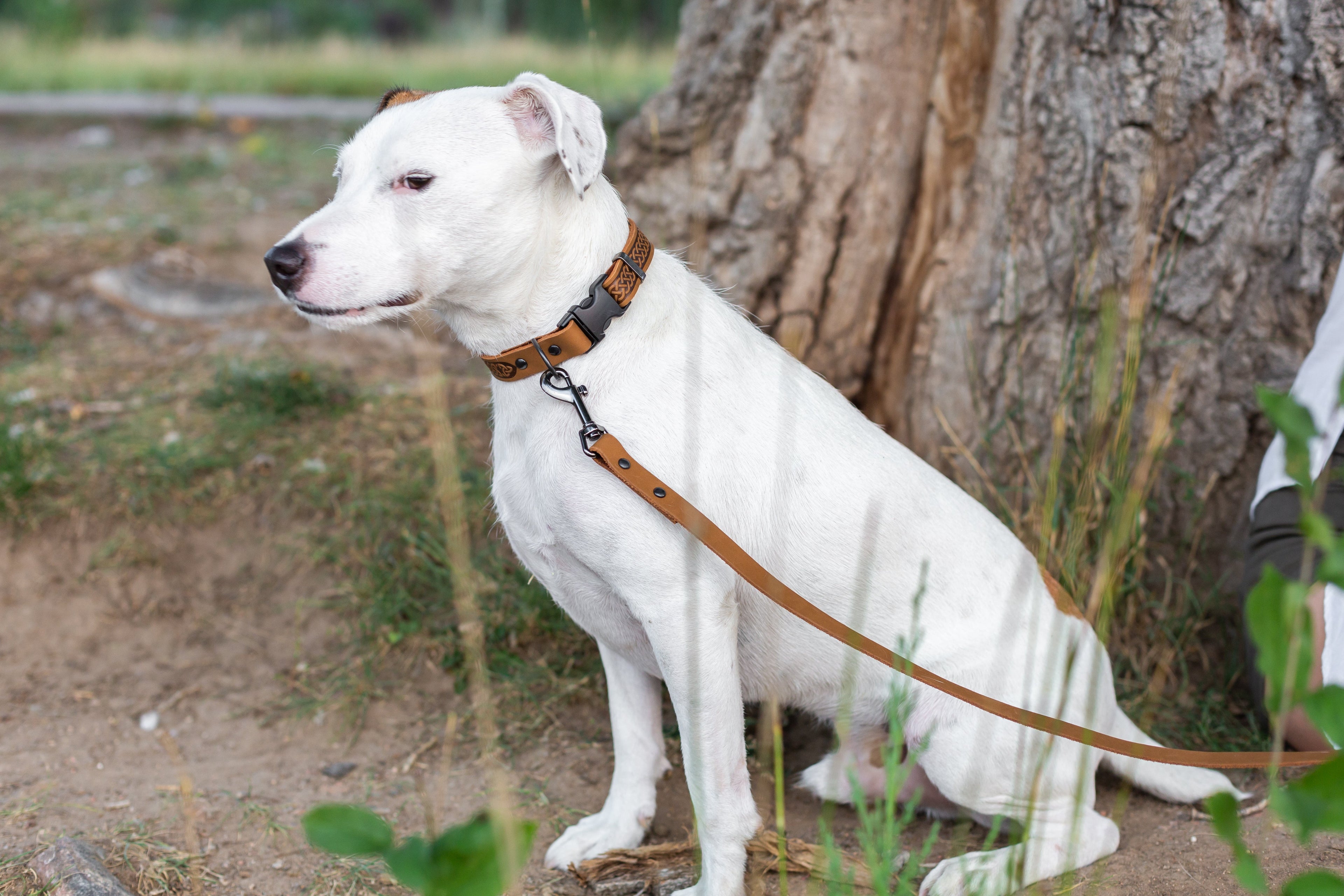 Celtic Sport Khaki Leather Dog Collar by Euro-Dog Collars and Leads