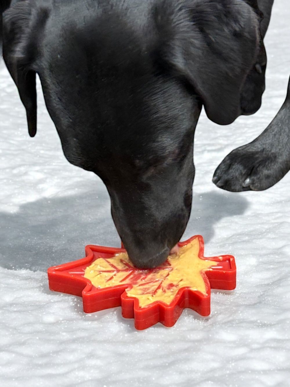 Canadian Maple Leaf Nylon Dog Chew Toy - Indestructible & USA Made by SodaPup/True Dogs, LLC