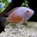 Pink Convict Cichlid by Danaqua Live Fish & More