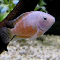 Pink Convict Cichlid by Danaqua Live Fish & More