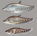 Clown Knifefish by Danaqua Live Fish & More
