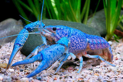 Blue crayfish LOBSTER by Danaqua Live Fish & More