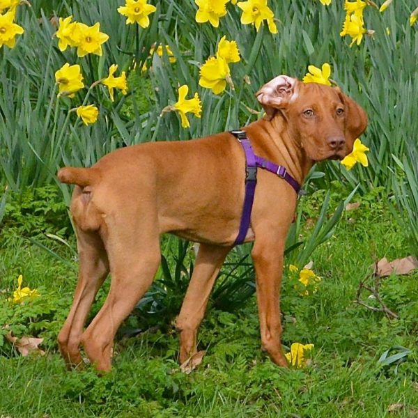 Purple Freedom No-Pull Dog Harness by 2 Hounds Design