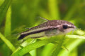 Pygmy Corydoras (Corydoras pygmaeus) by Danaqua Live Fish & More