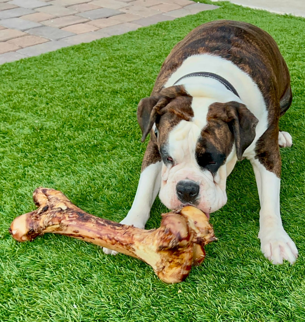 Monster Femur Bone by Bully Bunches