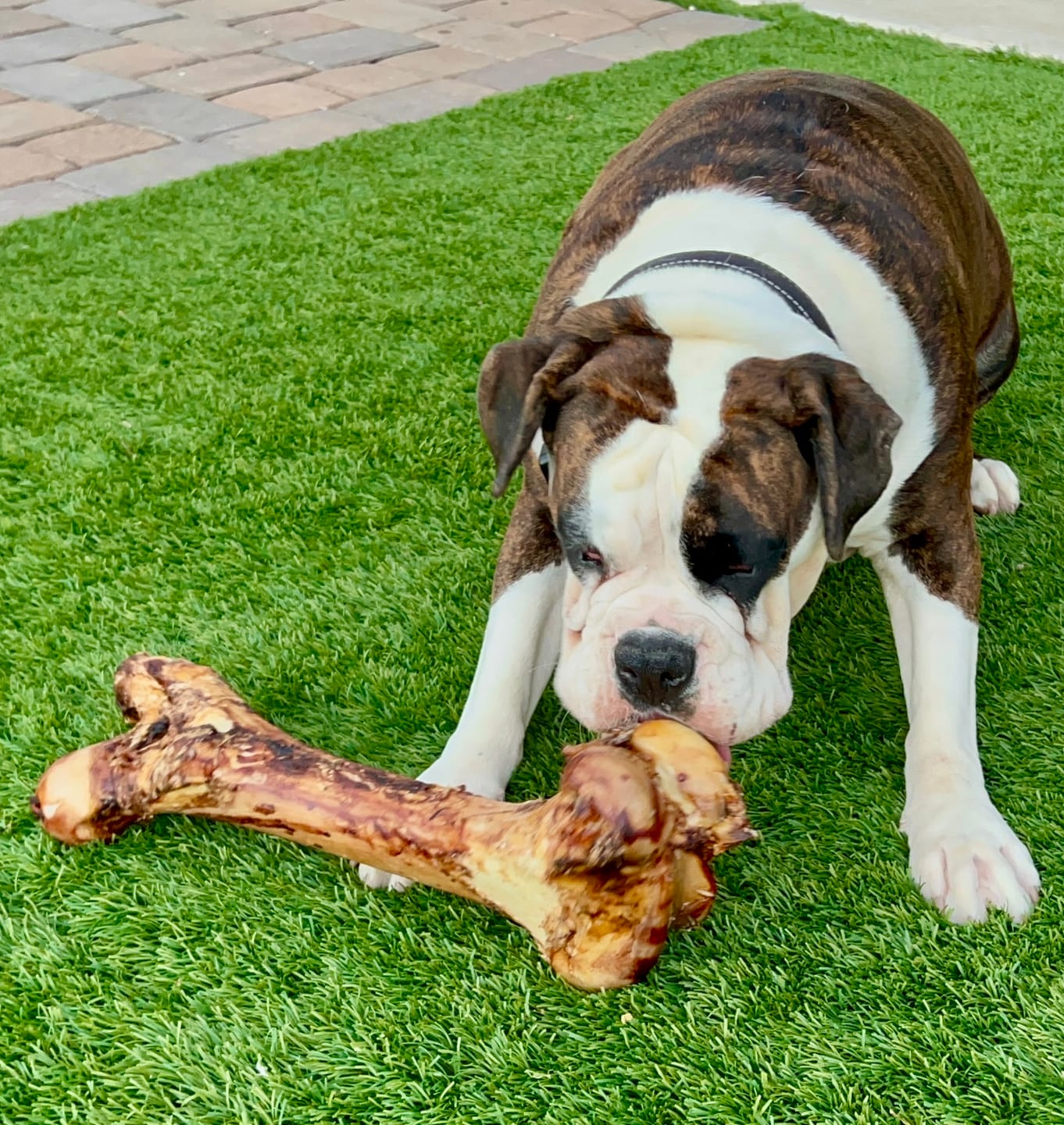 Monster Femur Bone by Bully Bunches