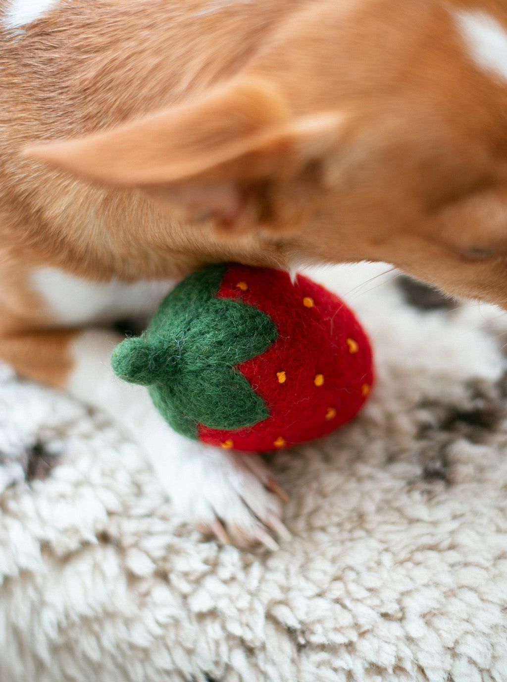 DOGGY STRAWBERRY by MODERNBEAST