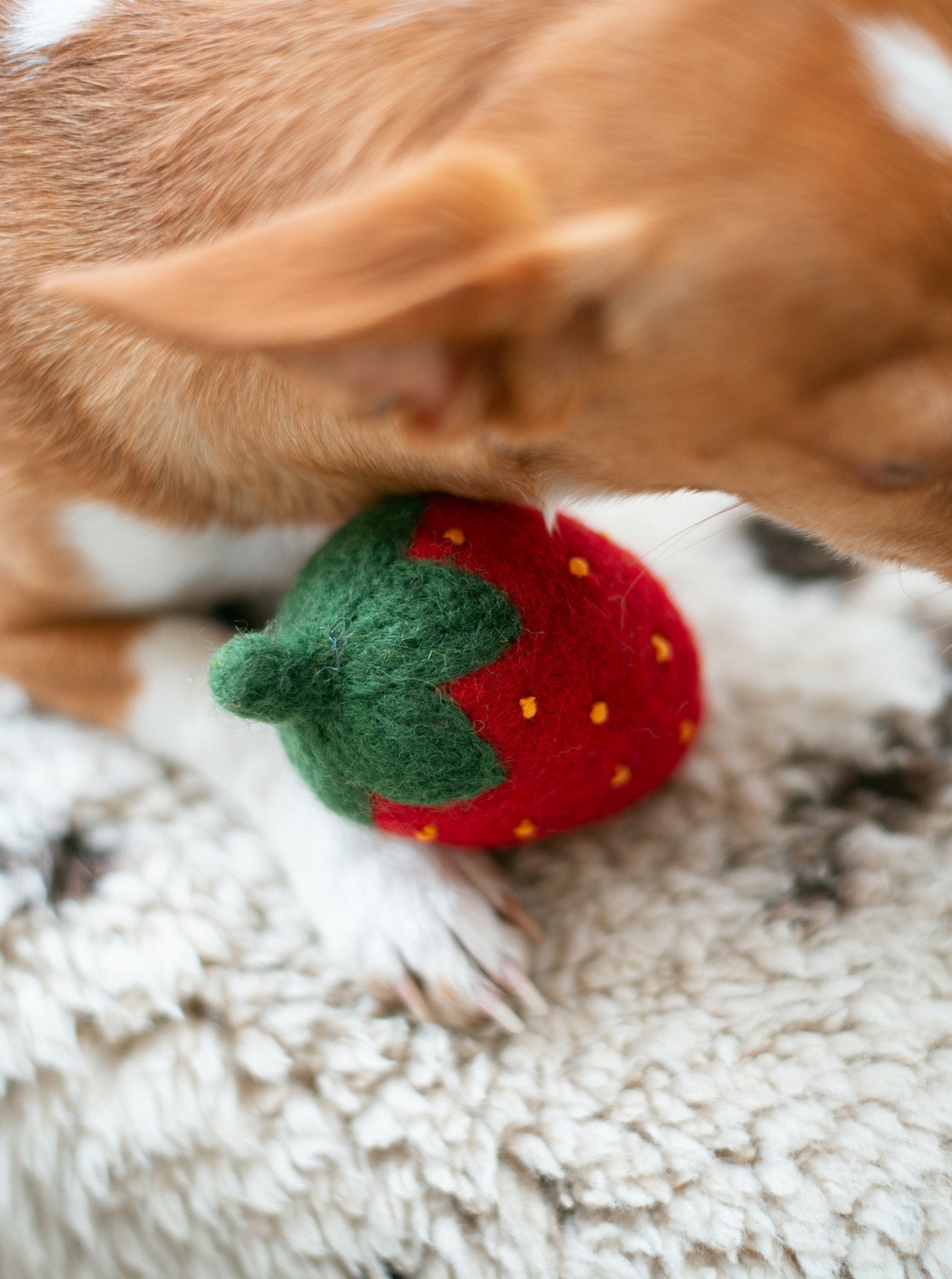 DOGGY STRAWBERRY by MODERNBEAST
