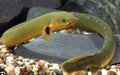 ROPE FISH by Danaqua Live Fish & More