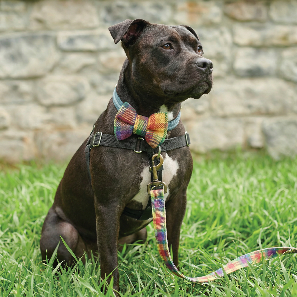 Rainbow Plaid Pet Bow Tie Set | LGBTQ Pride Pet Accessories | Gift For Cat/Dog Lover by The Bullish Store