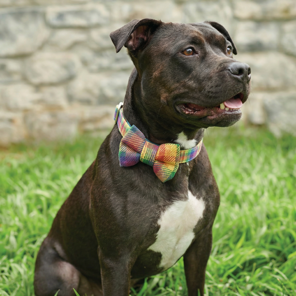 Rainbow Plaid Pet Bow Tie Set | LGBTQ Pride Pet Accessories | Gift For Cat/Dog Lover by The Bullish Store