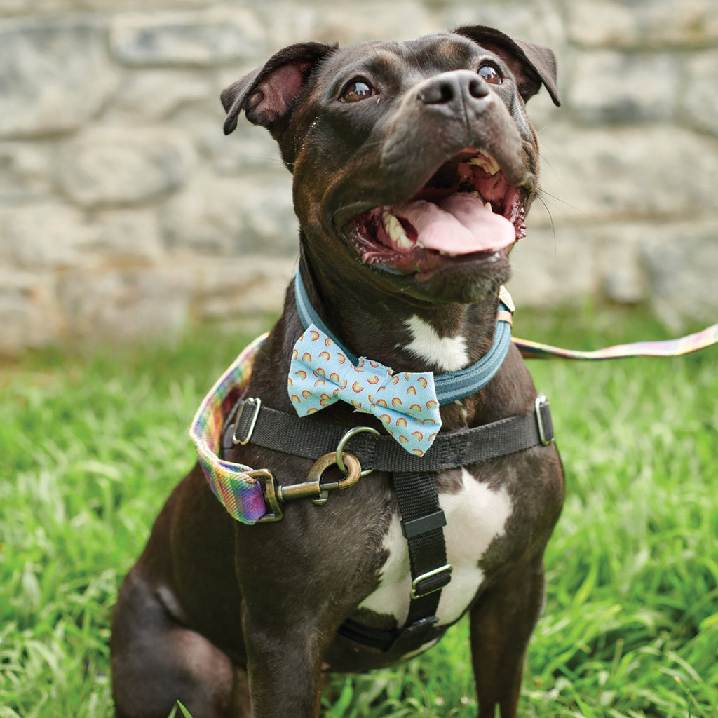 Rainbow Plaid Pet Bow Tie Set | LGBTQ Pride Pet Accessories | Gift For Cat/Dog Lover by The Bullish Store