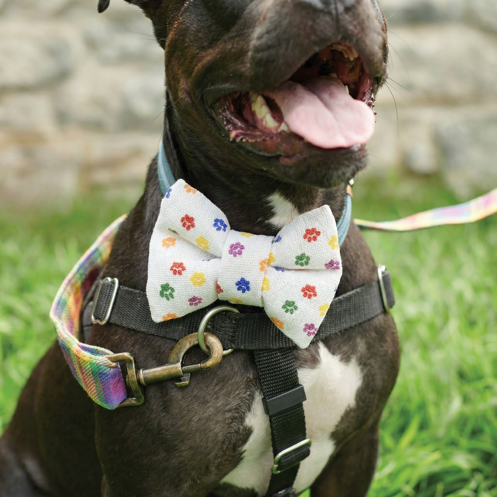Rainbow Plaid Pet Bow Tie Set | LGBTQ Pride Pet Accessories | Gift For Cat/Dog Lover by The Bullish Store