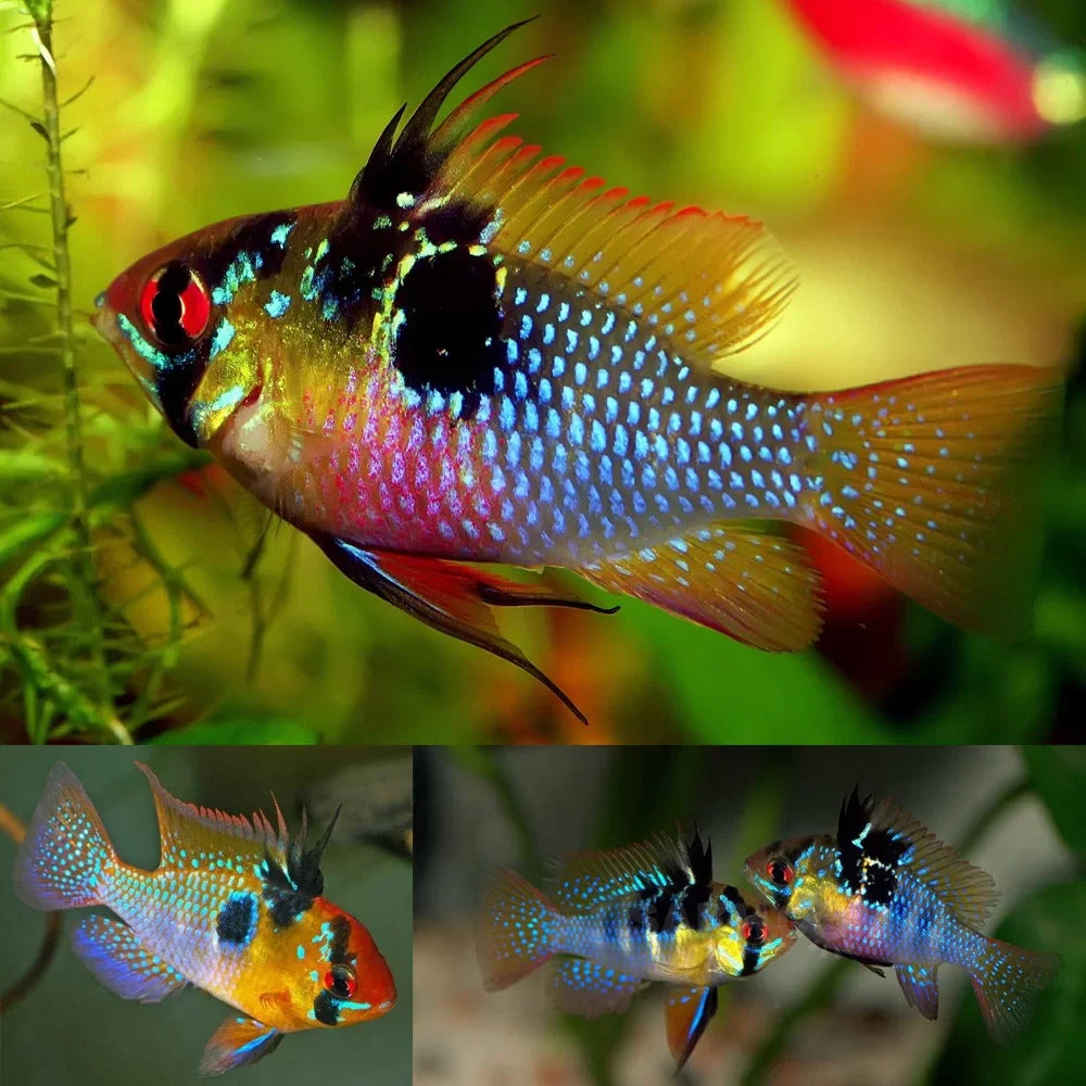 German Blue Rams by Danaqua Live Fish & More
