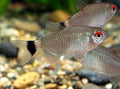 Redeye tetra by Danaqua Live Fish & More