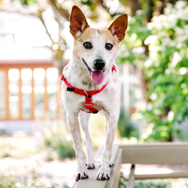 Red Freedom No-Pull Dog Harness by 2 Hounds Design