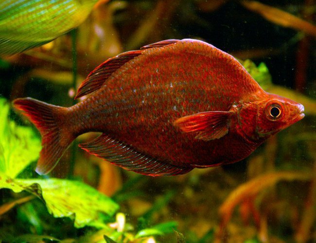 Red Irian Rainbowfish (PAIR) by Danaqua Live Fish & More