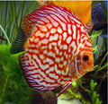 Red Pigeon Blood Discus by Danaqua Live Fish & More
