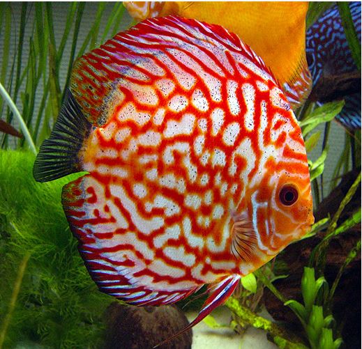 Red Pigeon Blood Discus by Danaqua Live Fish & More