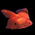 Red Ryukin goldfish