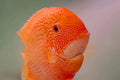 Red Spot Severum by Danaqua Live Fish & More