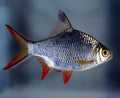Redtail Tinfoil Barb (Barbonymus schwanenfeldii) by Danaqua Live Fish & More