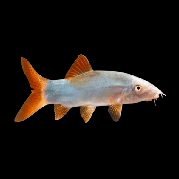 COLORED BOTIA (LOACH) by Danaqua Live Fish & More