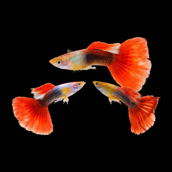 Red Tuxedo guppy PAIR by Danaqua Live Fish & More