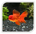 Red Oranda Goldfish by Danaqua Live Fish & More