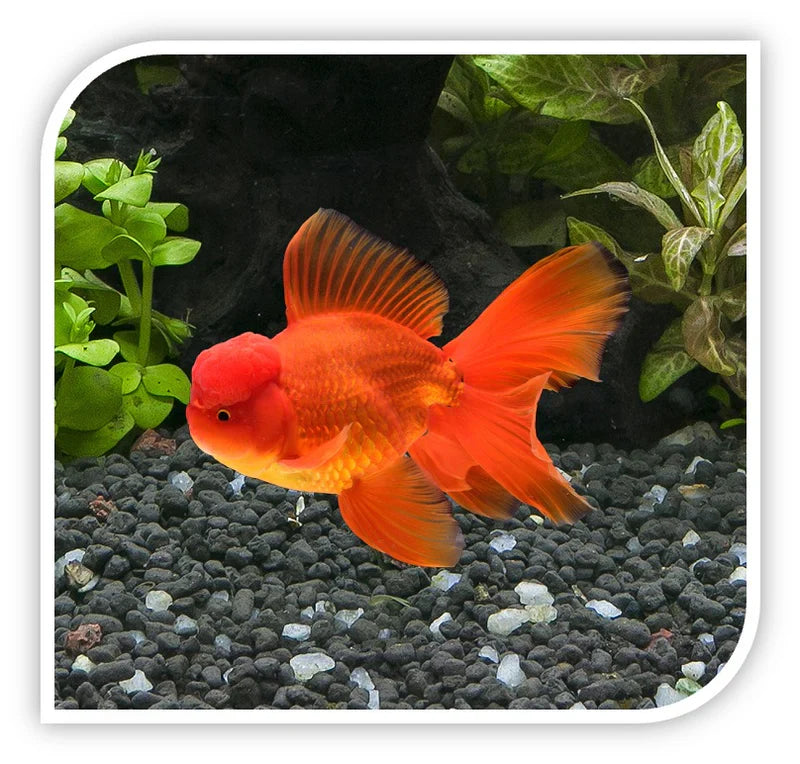 Red Oranda Goldfish by Danaqua Live Fish & More