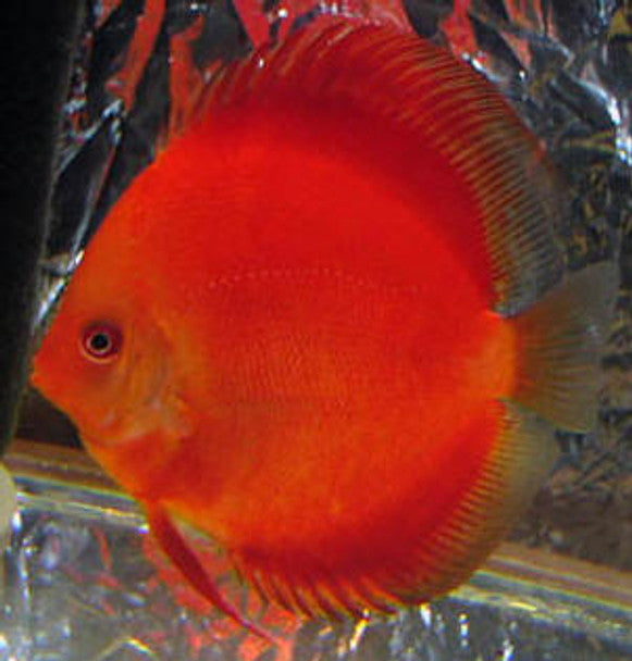 Super Red Discus by Danaqua Live Fish & More