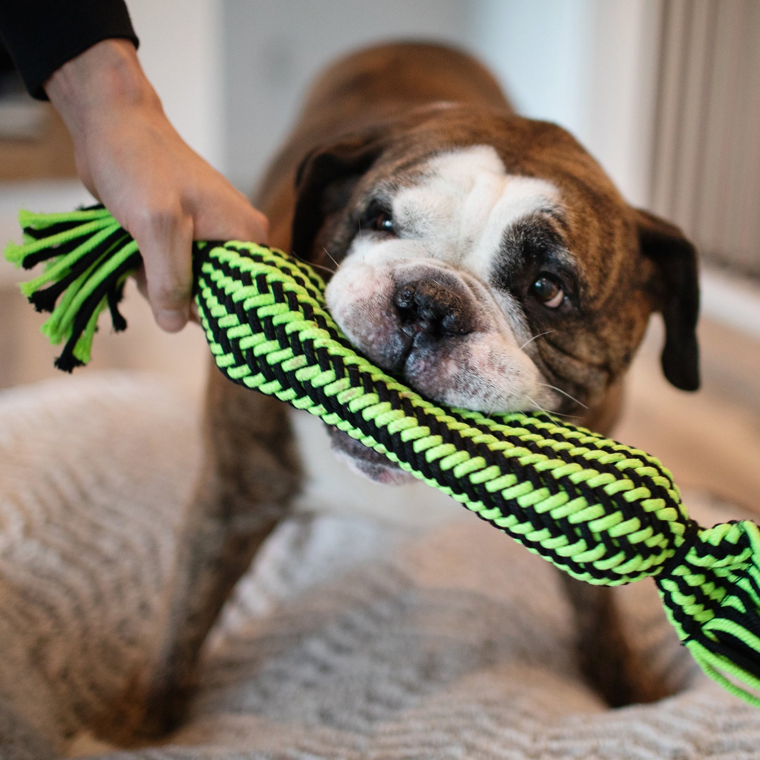 Knot-n-Chew by Jolly Pets