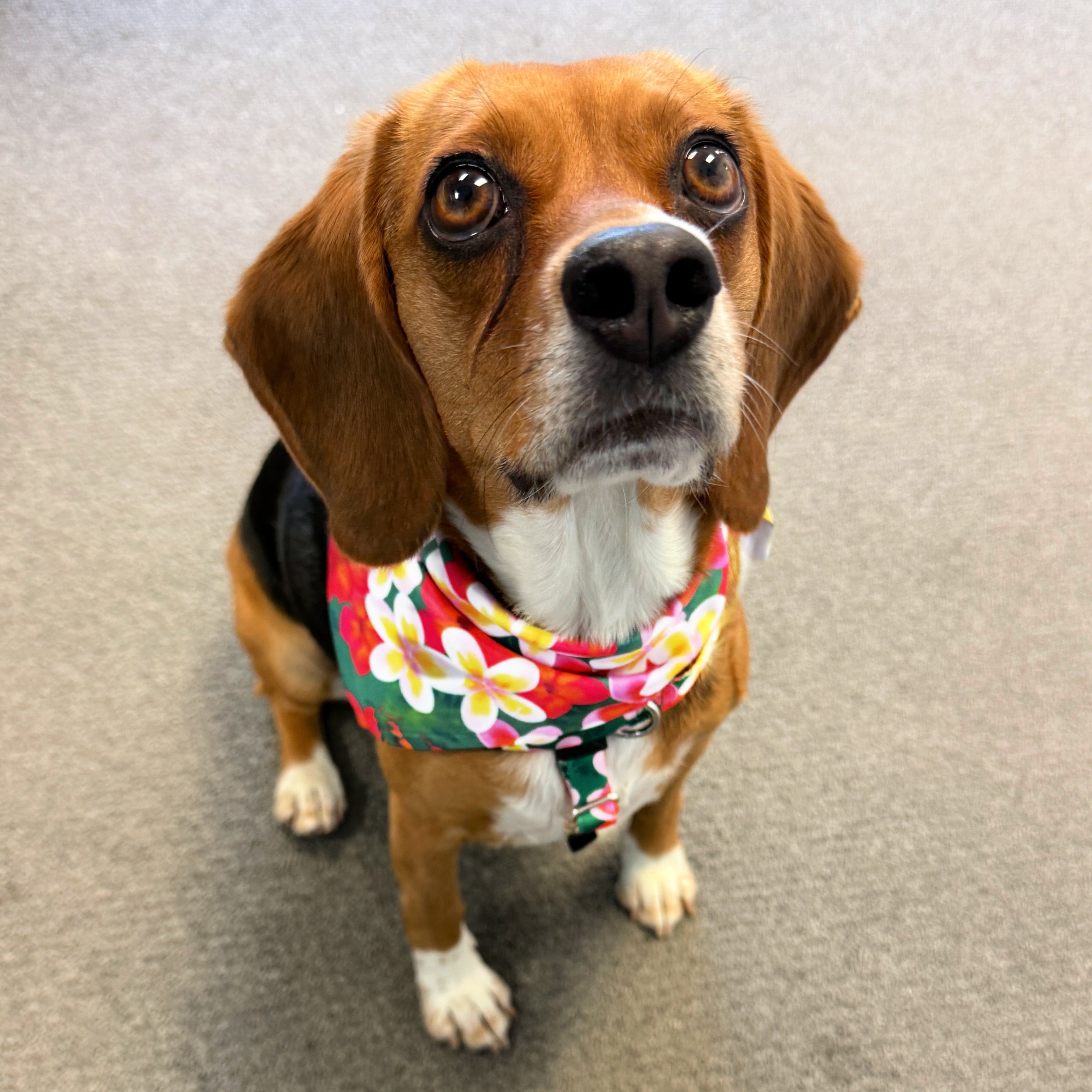Aloha Dog Bandana by 2 Hounds Design
