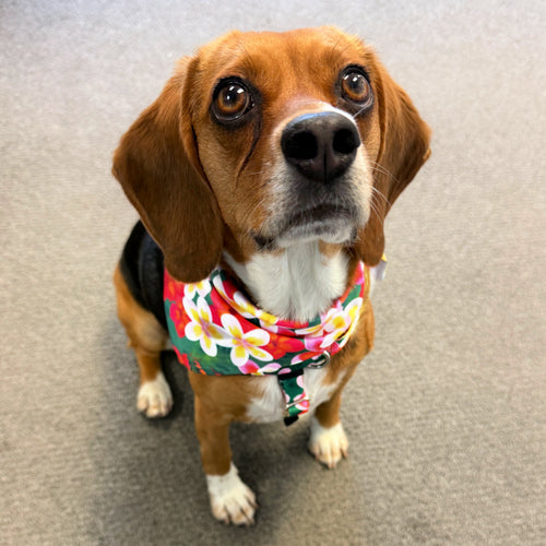 Aloha Dog Bandana by 2 Hounds Design