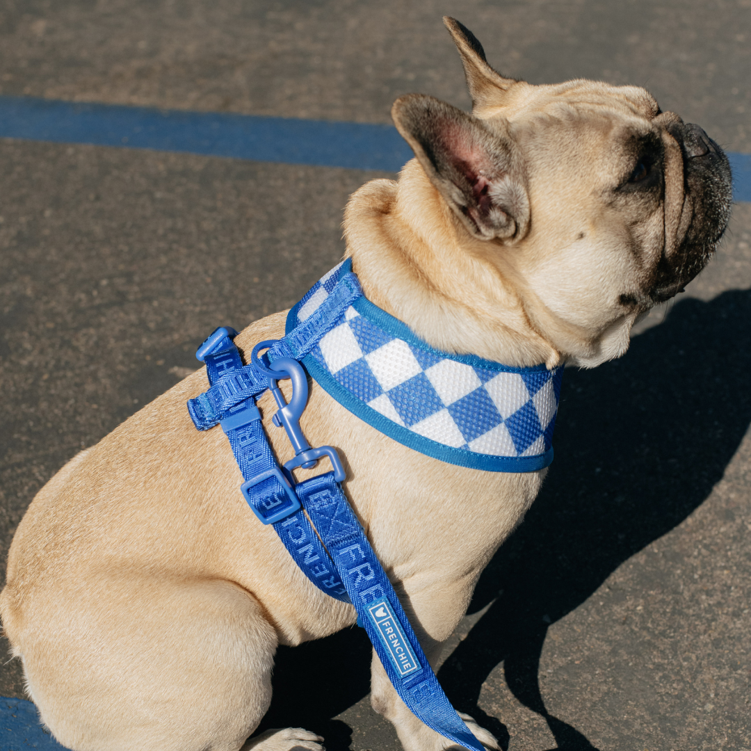 Frenchie Duo Reversible Harness - Solid Royal Blue by Frenchie Bulldog