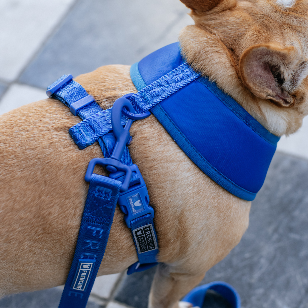 Frenchie Duo Reversible Harness - Solid Royal Blue by Frenchie Bulldog