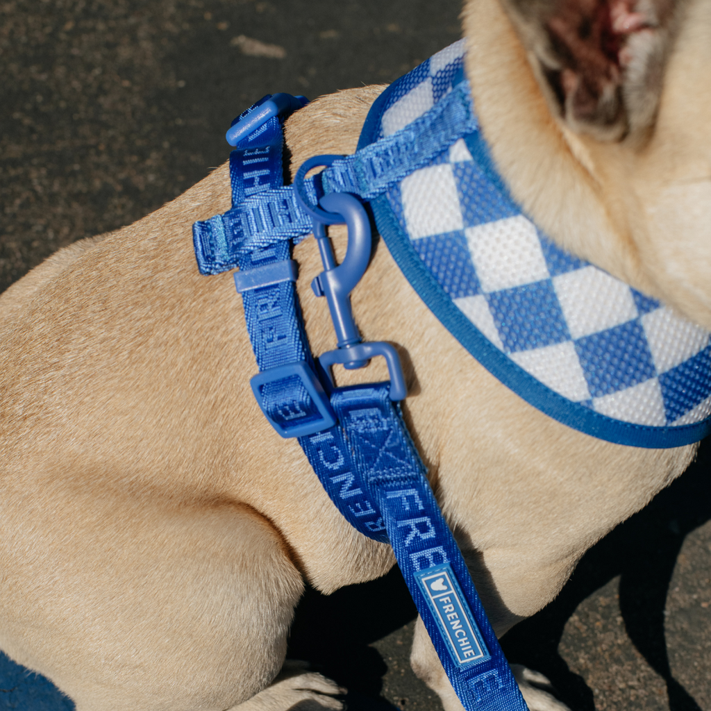 Frenchie Duo Reversible Harness - Solid Royal Blue by Frenchie Bulldog