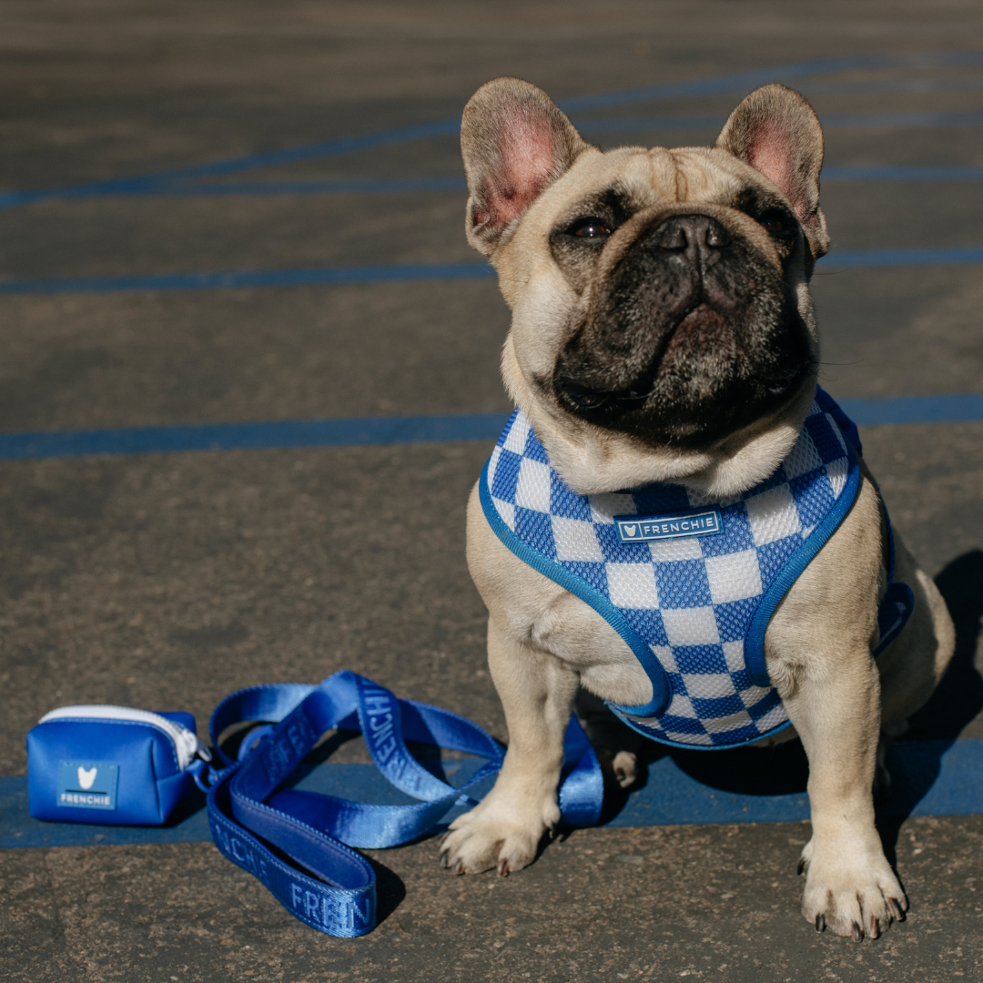 Frenchie Duo Reversible Harness - Solid Royal Blue by Frenchie Bulldog